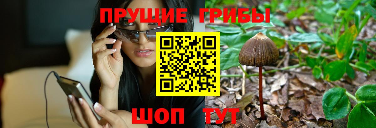 Биробиджан  Псилоцибиновые грибы Cubensis  Вход с VPN 
